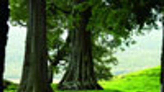 Vďaka svojim obyvateľom sa Petržalka zazelená