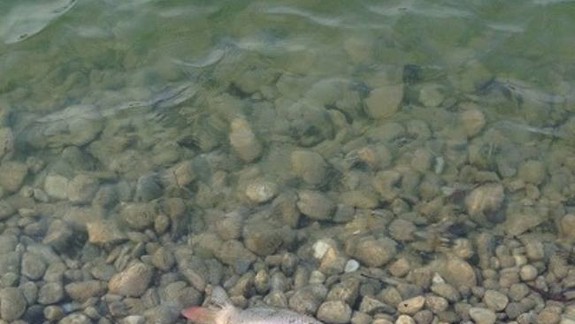 Čo sa to deje? Ľudí vystrašili mŕtve ryby v Štrkoveckom jazere