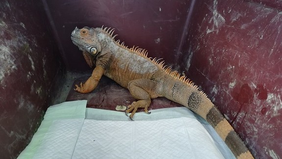 Pod Mostom Lafranconi našli leguána