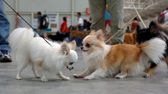 Trpí pes v paneláku? Môže čivava šéfovať pitbulovi? Zvierací psychológ to vidí jasne