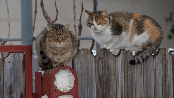 Túlavé mačky môžu byť prínosné, pozor, treba ich však vykastrovať