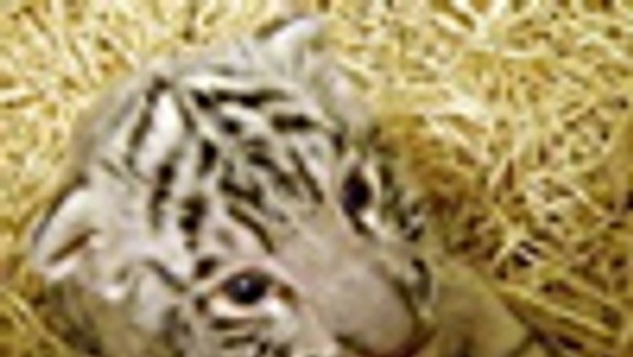  V ZOO budú v sobotu krstiť mláďa bieleho tigra