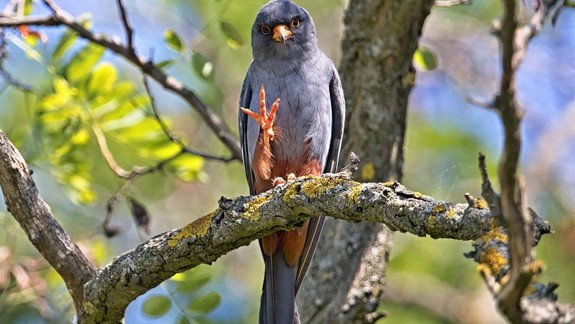V čase jarnej migrácie sa v Bratislave stretli experti na ochranu vtáctva