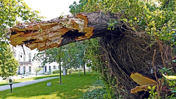 Aby stromy nepadli, majú sa včas nahradiť