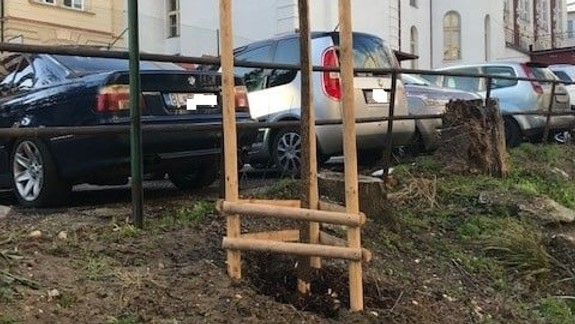 Vandalizmus: V Starom Meste niekto poškodil nedávno vysadené stromy