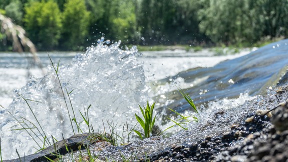 Kontrolované záplavy zachraňujú krásy Dunajských Lužných lesov