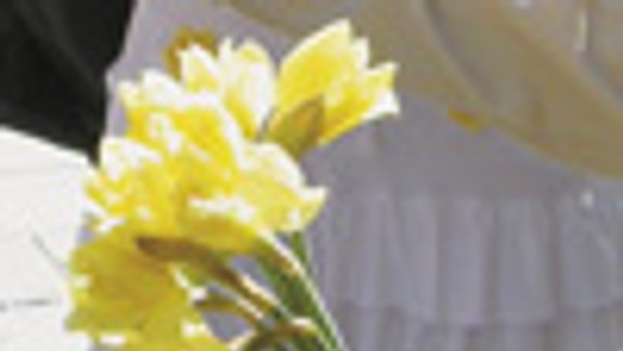 Narcisy tento rok motivovali ešte viac