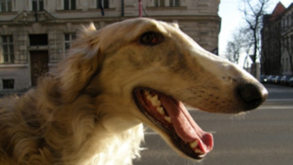 Zoznam evidovaných psov zverejnila na webe aj Rača