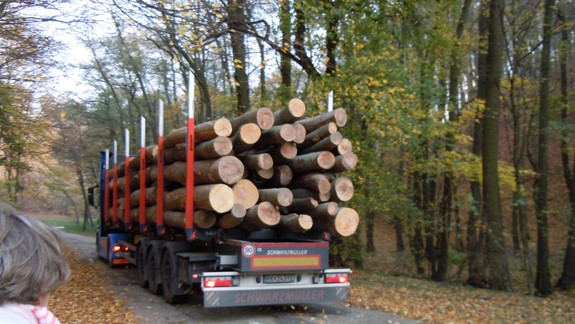 Mestský parlament schválil dohodu s Lesmi SR o znížení ťažby dreva