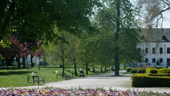 V Grasalkovičovej záhrade plánuje Staré Mesto vyrúbať 46 vzrastlých stromov