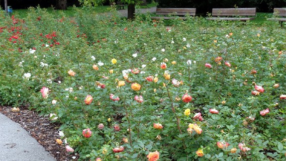 Petržalčania môžu obdivovať záhony ruží