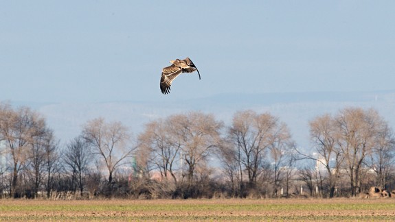 VIDEO: Orla, ktorého našli na prahu smrti so zlomenými nohami, už vypustili do prírody