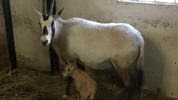 ZOO má nový prírastok. Mláďa oryxa arabského