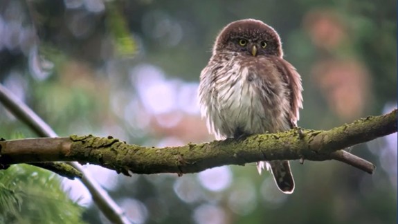 Zoo a Sloboda zvierat apelujú:  Staňme sa tichými hrdinami a oslávme Nový rok s úctou k prírode