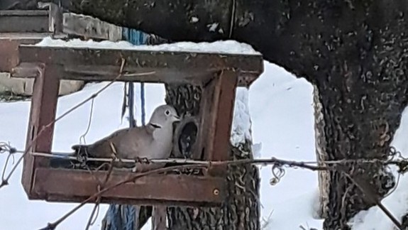 Počas Vtáčej hodinky spozorovali na kŕmidlách 124.000 vtákov, medzi nimi aj pár prekvapení