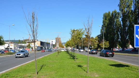 Nové Mesto pokračuje v inventarizácii stromov a kríkov