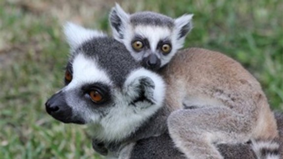 V zoologickej záhrade sa narodil lemur