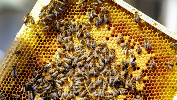 Alergológ radí: Čo robiť, ak vás uštipne včela?