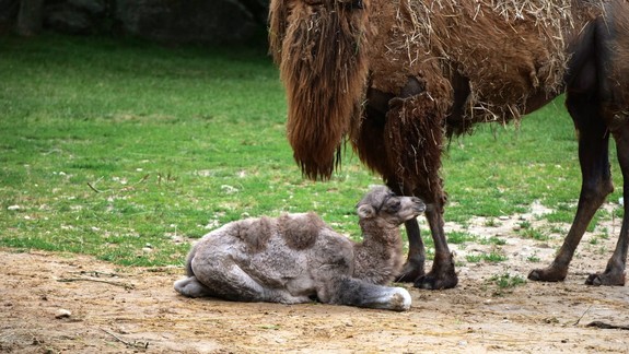 Ďalší prírastok: Zoo Bratislava má už tri ťavie mláďatá