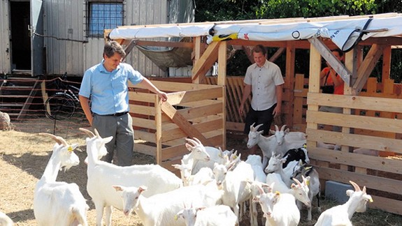 Na Devínskej Kobyle sa po vyše polstoročí opäť pasú zvieratá