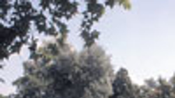 V Sade J. Kráľa sú najcennejšie práve stromy