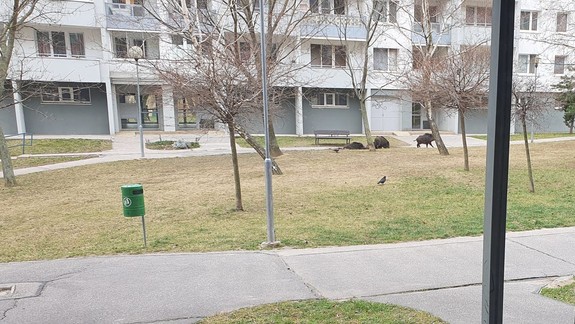 Diviaky v Karlovej Vsi už poškodzujú zeleň aj pred miestnym úradom