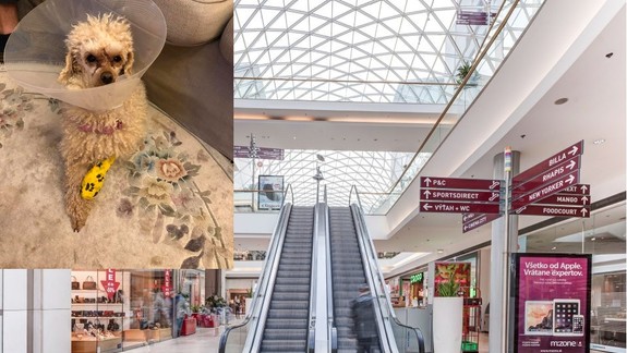 FOTO: Stačila len chvíľka nepozornosti a psa mladej ženy takmer zmrzačil eskalátor