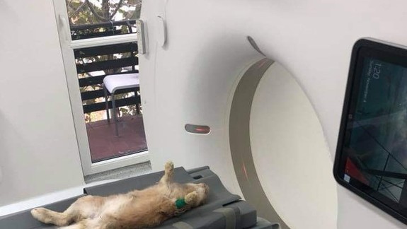 Zvieratám v Starom Meste pomáha pri diagnostike chorôb CT prístroj. Vyšetrovali aj potkana
