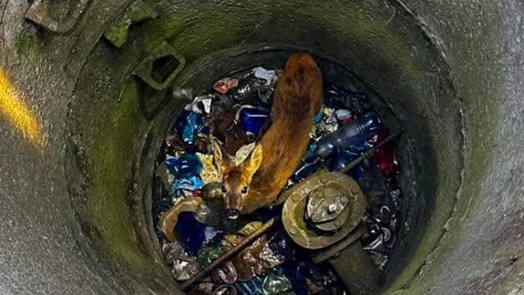 Spadla do päťmetrovej šachty: Hasiči pomáhali v Podunajských Biskupiciach zachrániť malú srnku