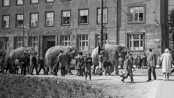 Zverinec v uliciach Bratislavy: Zažili ste na vlastné oči túto atrakciu?