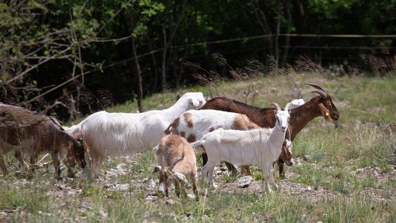 FOTO Už desiaty rok sa nad Devínom pasú kozy: Aké vzácne unikáty dokázali zachrániť?