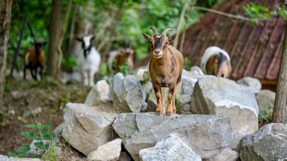 V zoologickej záhrade otvoria v sobotu Gazdovský dvor, ponúkne ľudové remeslá, hudbu a zábavu