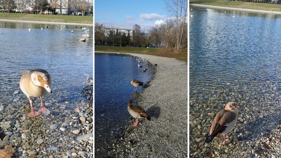Agresívne egyptské husi sa presťahovali z Kuchajdy na Štrkovecké jazero - čo hrozí ostatnému vodnému vtáctvu?