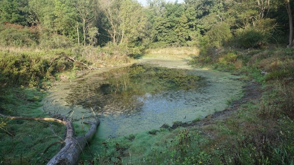 VIDEO: Tento rok to nezmeškáme, na komáre sme pripravení, deklaruje magistrát