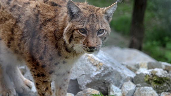 Chladnejšie počasie má svoje výhody: Vyhovuje zvieratám v zoo, a to najmä vlkom, rysom, zubrom či jeleňom