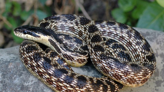 Vedci z Univerzity Komenského objavili nový druh hada, ktorého v prírode stretnete len veľmi ťažko