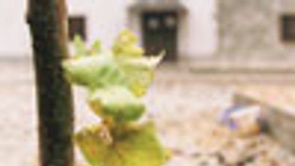 Pri Klepáči by mal vyrásť nový sad