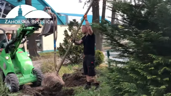 V školskom areáli v Záhorskej Bystrici vysadia 24 nových stromov