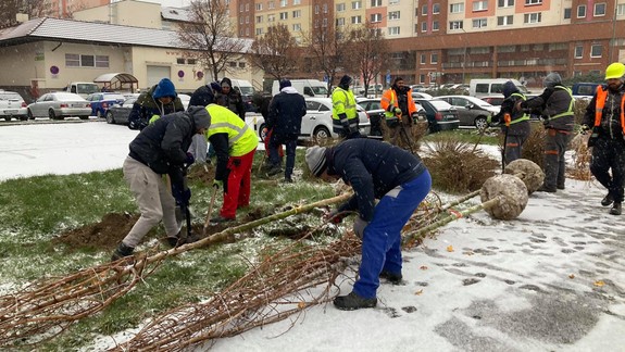 Mesto sadí túto jeseň vzrastlé stromy vo všetkých mestských častiach