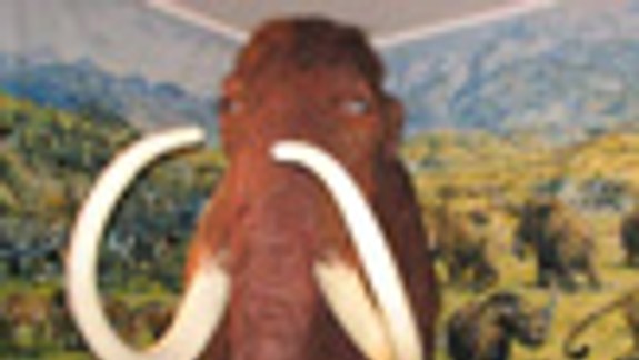 Mamut sa vrátil do Národného múzea