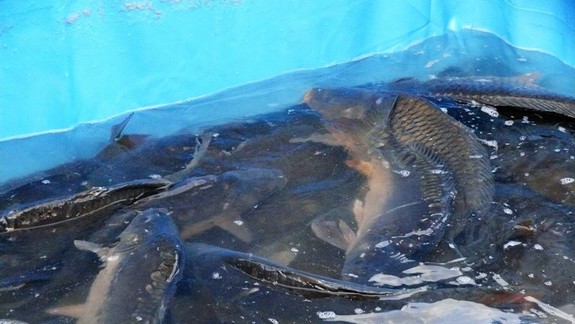 Prieskum: Doprajú ľudia rybám rovnakú ochranu ako iným zvieratám?