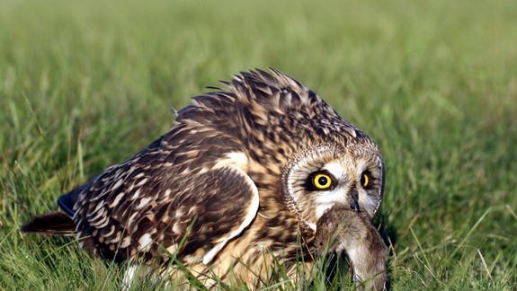 Klásť otravy na dravcov je zakázané - ohrozujete aj chránené druhy vtáctva či štvornohých miláčikov!