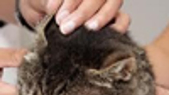 V Ružinove sa koná dvojdňová výstava mačiek