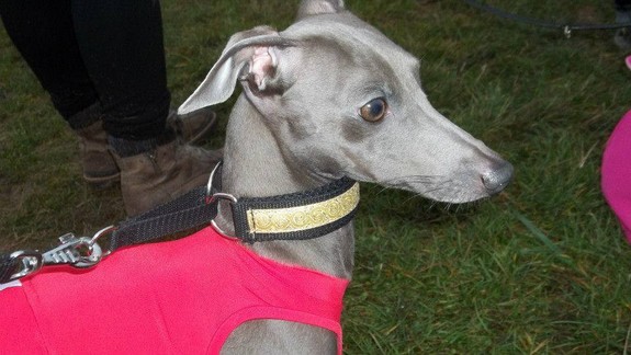 FOTO: Psík, ktorý na Kramároch utiekol majiteľke a potom sa vozil sám v MHD, sa stále nenašiel!