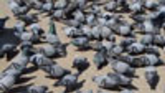 V Petržalke sa po komároch premnožili aj holuby