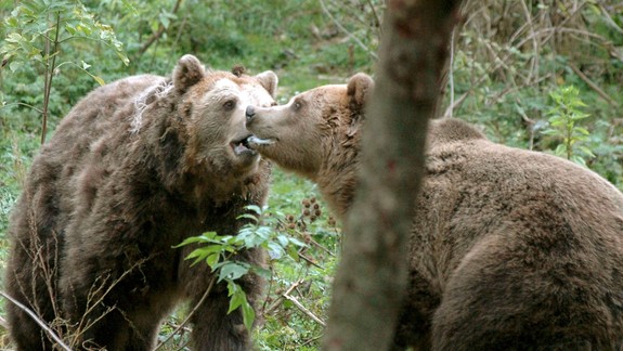 Rizikového medveďa, ktorý stratil plachosť, museli zneškodniť