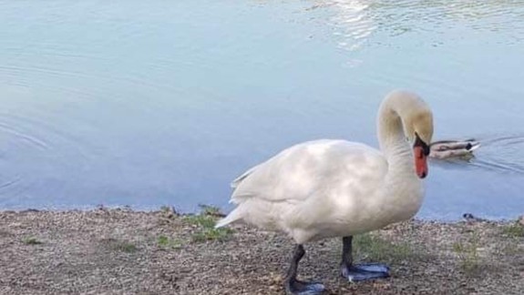 FOTO a VIDEO Malý zázrak: Po uhynutí partnerky a malej labute opäť nabral chuť do života!