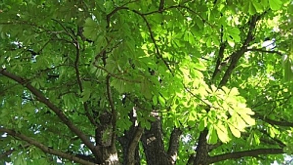 V Novom Meste chcú revitalizovať vzácny gaštanový sad