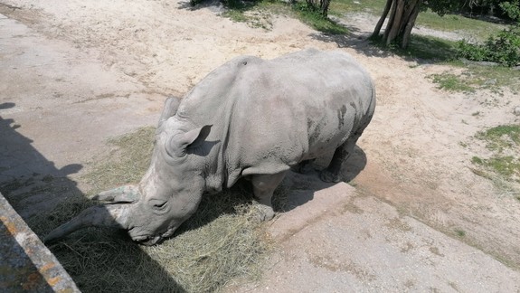 Bratislavská zoologická záhrada bude mať od mája nového riaditeľa