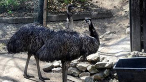 V zoologickej záhrade včera oslavovali Deň vtáctva